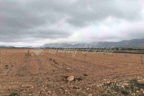 Helårsgrund i Yecla, Murcia, Yecla - € 47.000 | Ref: SF0566 - foto 4